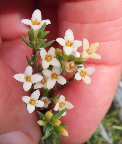 Lachnaea axillaris, photographed by linkie