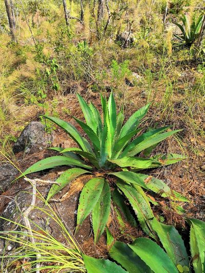 Agave maximiliana, photographed by Ana Nuño