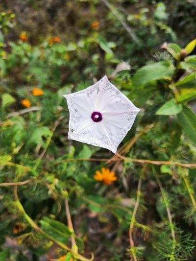 Ipomoea perpartita, photographed by Ana Nuño
