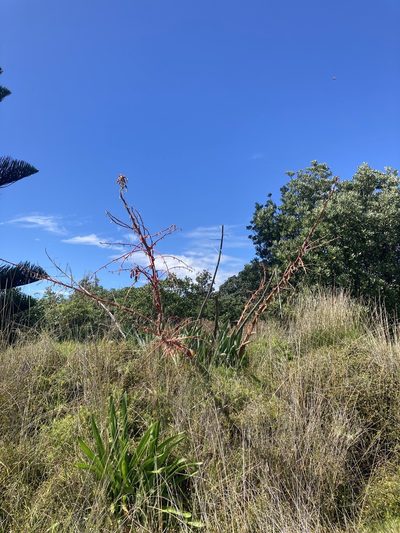 Beschorneria yuccoides, photographed by Chris Parminter