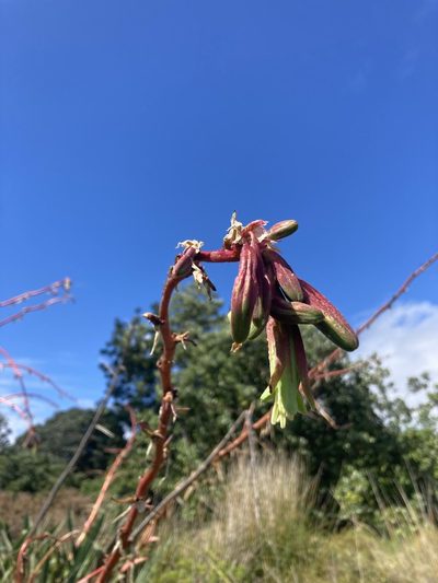 Beschorneria yuccoides, photographed by Chris Parminter