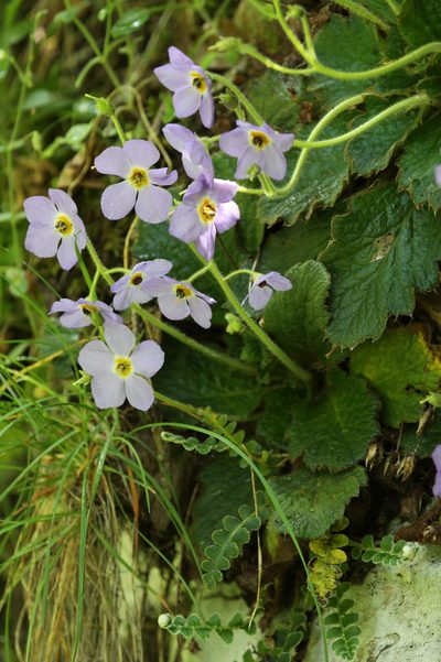 Ramonda serbica, photographed by Veljo Runnel