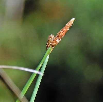 Eleocharis elegans, photographed by Hugo Hulsberg