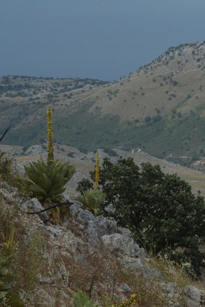 Verbascum macrurum, photographed by Petr Harant