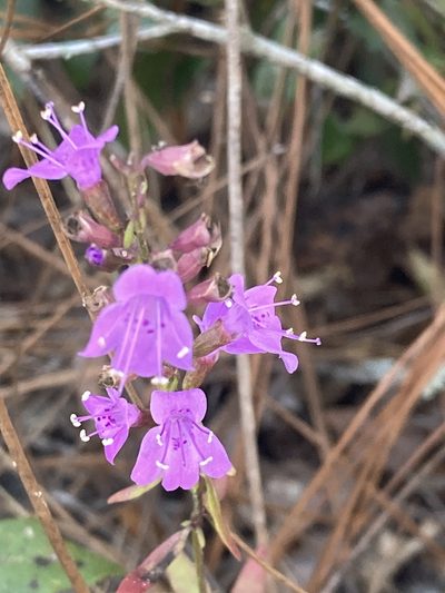 Dicerandra densiflora, photographed by meflowers900