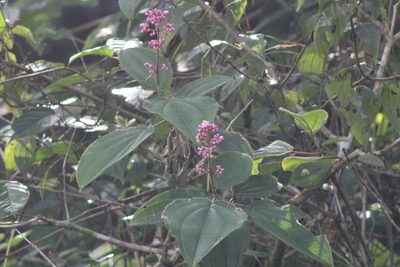 Miconia subcrustulata, photographed by Francis Pérez