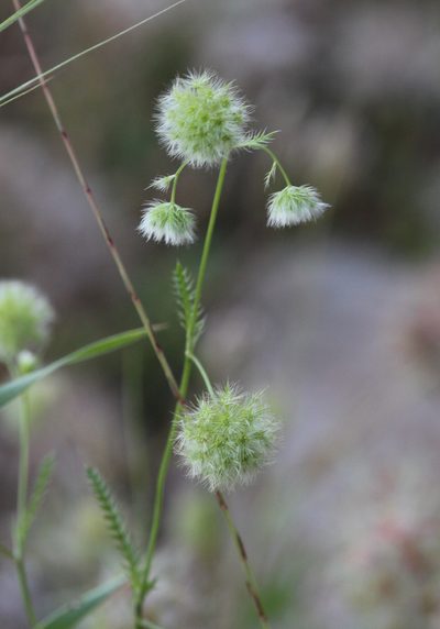 Lagoecia cuminoides, photographed by Veljo Runnel
