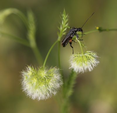 Lagoecia cuminoides, photographed by Veljo Runnel