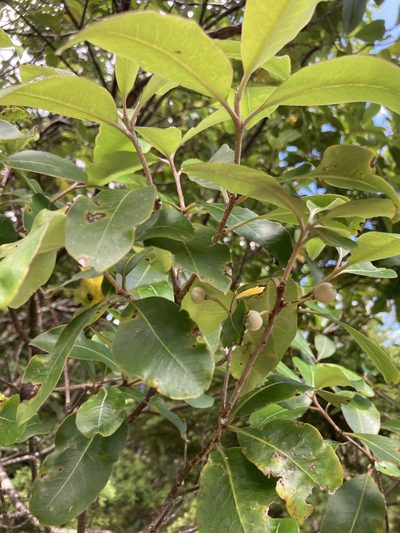 Pittosporum huttonianum, photographed by Chris Parminter