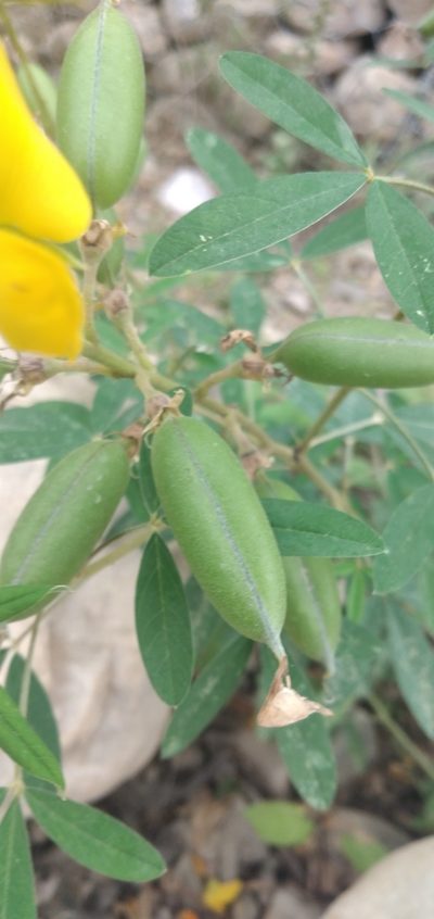 Crotalaria micans, photographed by Fede y Vani