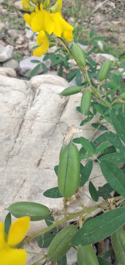 Crotalaria micans, photographed by Fede y Vani
