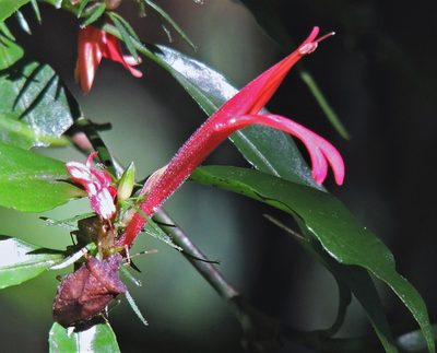 Justicia brasiliana, photographed by Hugo Hulsberg
