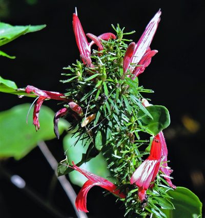 Justicia brasiliana, photographed by Hugo Hulsberg
