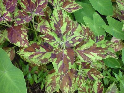 Coleus scutellarioides, photographed by Roland Godon