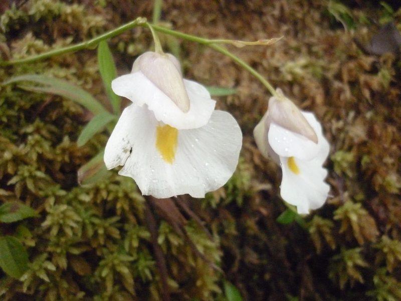 Utricularia alpina, photographed by Roland Godon