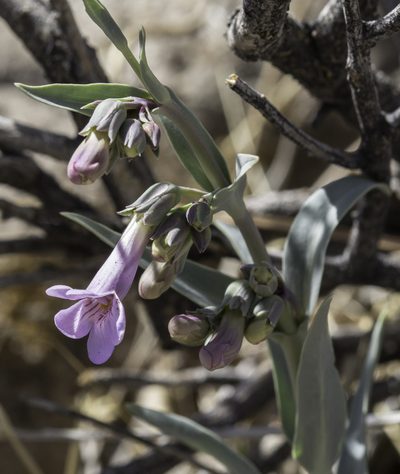 Penstemon secundiflorus, photographed by Craig Martin