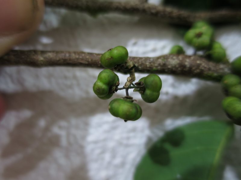 Margaritaria discoidea, photographed by Ricardo Lima