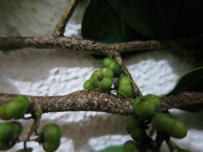 Margaritaria discoidea, photographed by Ricardo Lima