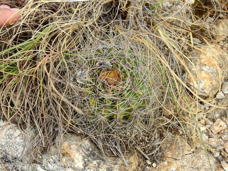 Acanthocalycium spiniflorum, photographed by Guillermo Debandi