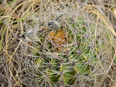 Acanthocalycium spiniflorum, photographed by Guillermo Debandi