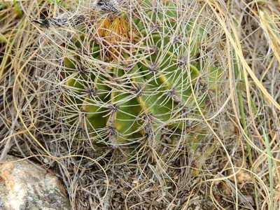 Acanthocalycium spiniflorum, photographed by Guillermo Debandi