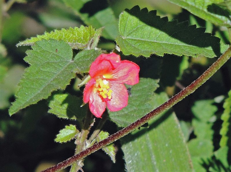 Pavonia missionum, photographed by Hugo Hulsberg