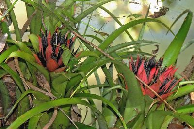 Aechmea recurvata, photographed by Hugo Hulsberg