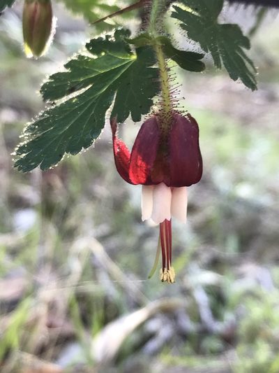 Ribes sericeum, photographed by fern Wildtruth