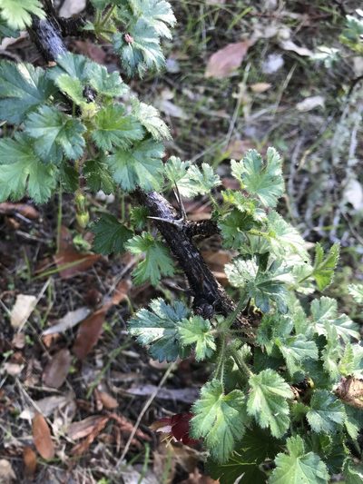 Ribes sericeum, photographed by fern Wildtruth