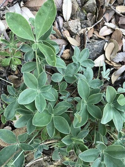 Lupinus cervinus, photographed by fern Wildtruth