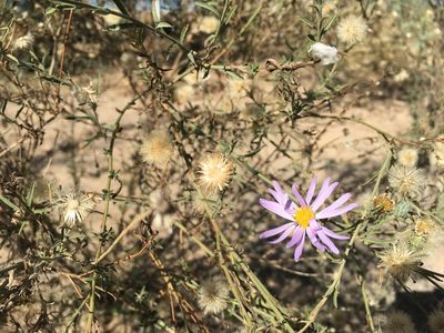 Dieteria asteroides, photographed by Yuliana Dimas