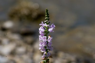 Physostegia intermedia, photographed by Irvin Louque