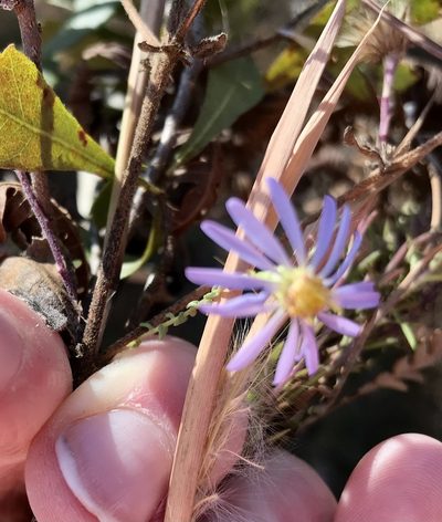 Symphyotrichum walteri, photographed by Mary Spilman