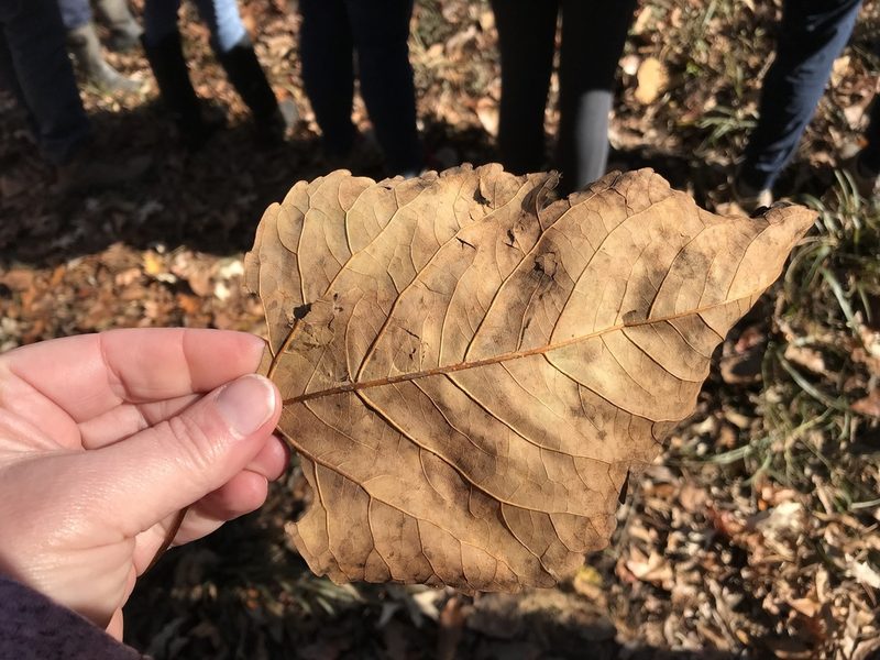 Populus heterophylla, photographed by Mary Spilman