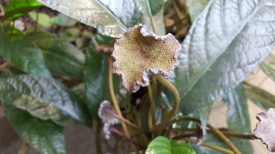 Dorstenia bahiensis, photographed by alessandradalia