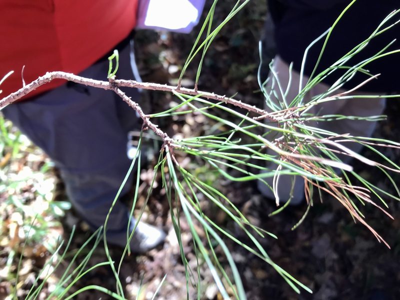 Pinus glabra, photographed by Mary Spilman