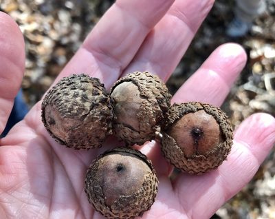 Quercus lyrata, photographed by Mary Spilman