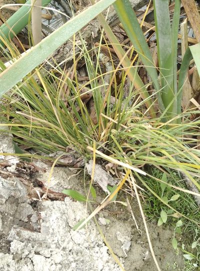 Carex dipsacea, photographed by Joe Potter Butler
