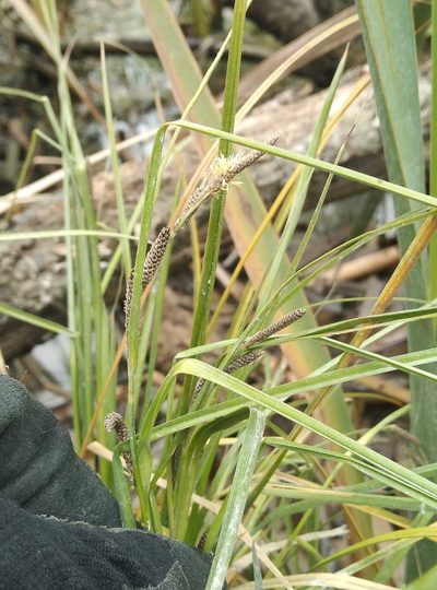 Carex dipsacea, photographed by Joe Potter Butler