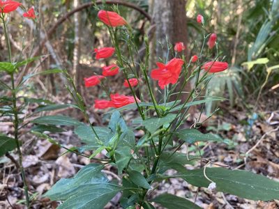 Ruellia brevifolia, photographed by Lauren Gillett