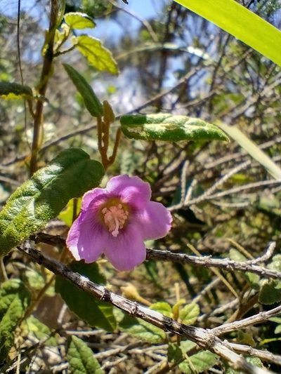 Howittia trilocularis, photographed by Tricia Kaye