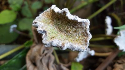 Dorstenia bahiensis, photographed by alessandradalia