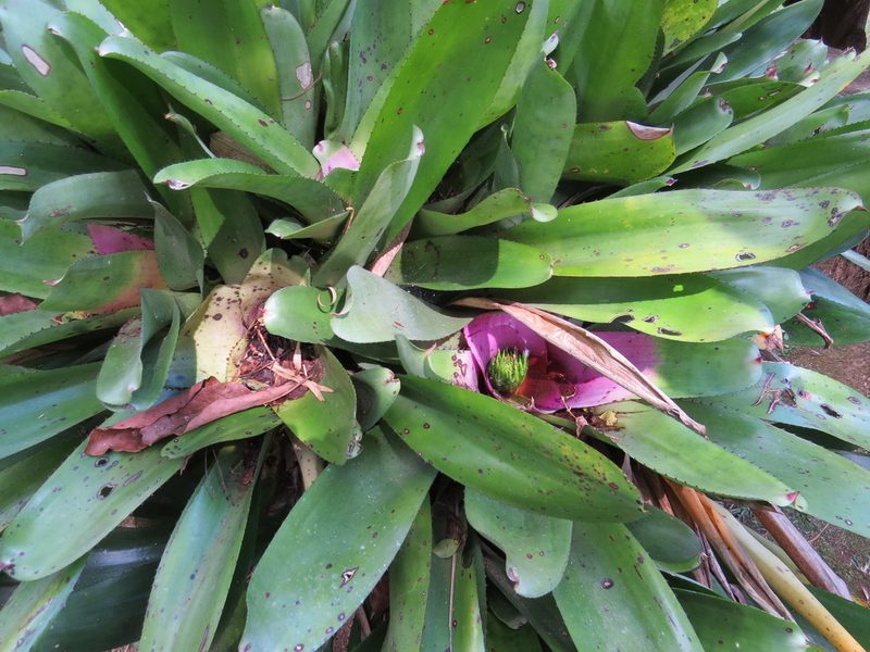 Neoregelia concentrica, photographed by Victor Farjalla Pontes