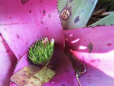 Neoregelia concentrica, photographed by Victor Farjalla Pontes