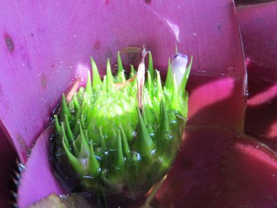 Neoregelia concentrica, photographed by Victor Farjalla Pontes