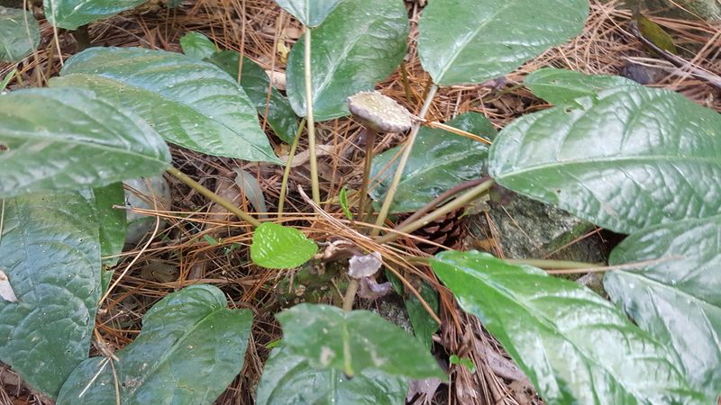 Dorstenia bahiensis, photographed by alessandradalia