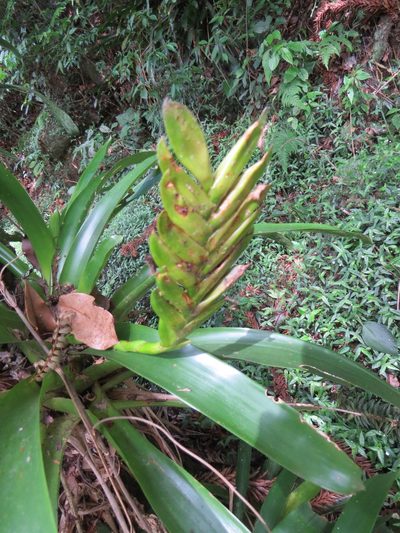 Vriesea paraibica, photographed by Victor Farjalla Pontes