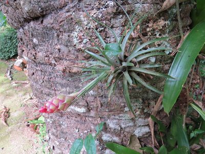 Tillandsia stricta, photographed by Victor Farjalla Pontes