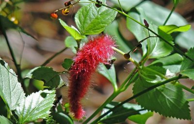 Acalypha herzogiana, photographed by Hugo Hulsberg