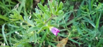 Calibrachoa parviflora, photographed by Victoria Prosdocimo